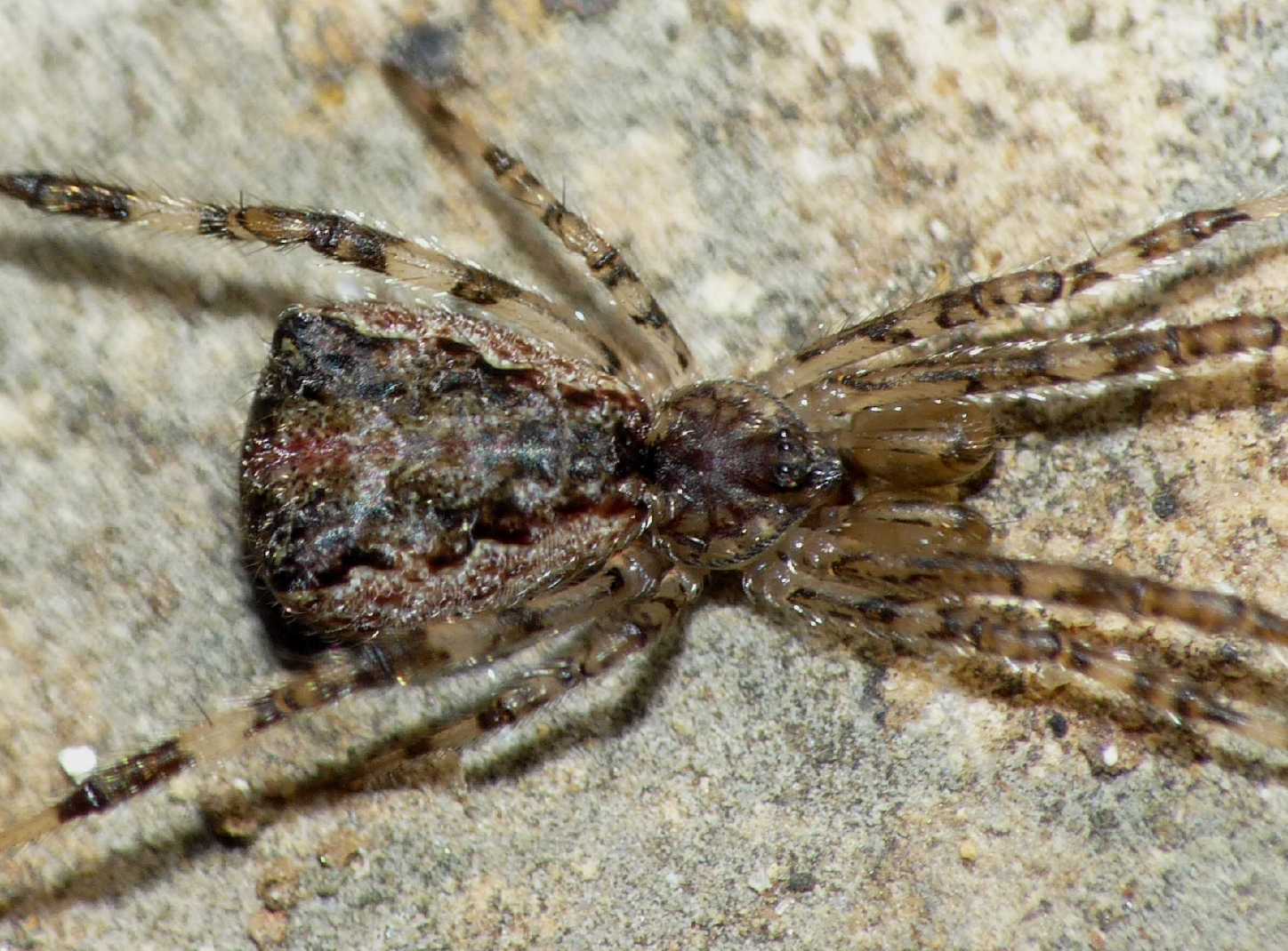 Episinus cf. maculipes